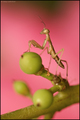 Mali vinograda&hellip;