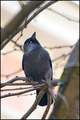 Čavka (Corvus &hellip;