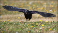 Gačac (Corvus &hellip;