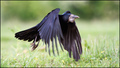 Gačac (Corvus &hellip;