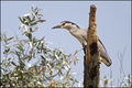 Gak (Nycticora&hellip;