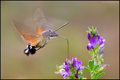 Golupka (Macro&hellip;