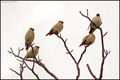 Kugara (Bombyc&hellip;