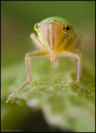 Cicadella viri&hellip;
