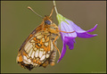 Mellicta athal&hellip;