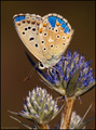 Polyommatus be&hellip;