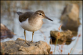 Mala prutka (A&hellip;