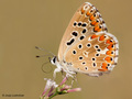 Polyommatus be&hellip;
