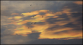 Iridescentni o&hellip;