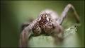 Pisaura mirabi&hellip;
