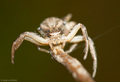 Xysticus crist&hellip;