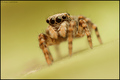 Pseudeuophrys &hellip;