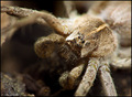 Pisaura mirabi&hellip;