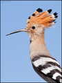 Pupavac (Upupa&hellip;