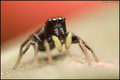 Heliophanus au&hellip;