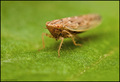 Dennis Leafhop&hellip;