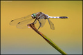 Orthetrum canc&hellip;