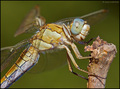 Orthetrum coer&hellip;