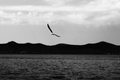 Birds flying h&hellip;