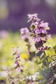 Purple&Yel&hellip;