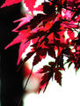Acer