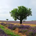 L'Occitane