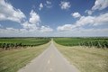 Nad vinogradom&hellip;