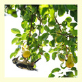 Pear O'Dj&hellip;