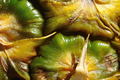 Piña (bez Cola&hellip;
