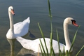 labuđe jezero &hellip;