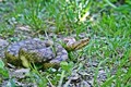 Vipera ammodyt&hellip;