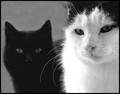 Black & Wh&hellip;