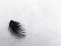feather in the&hellip;
