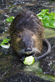 MASTERCHEF - P&hellip;