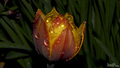 jos tulipana :&hellip;