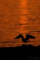 galeb