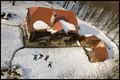 Igrice