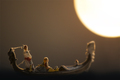 Sunset in Veni&hellip;
