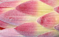 cvijet 5