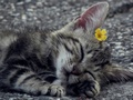 Sleeping cutie