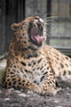 Pospani leopar&hellip;