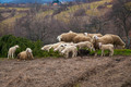 Čista pastoral&hellip;