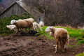 Čista pastoral&hellip;