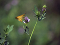 Ochlodes sylva&hellip;