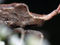 Leaf foooted b&hellip;