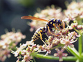 OSa (Polistes &hellip;