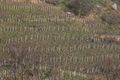 Proljetni vino&hellip;