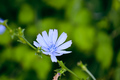 Lactuca tubero&hellip;
