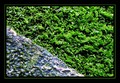 Verde que te q&hellip;