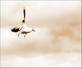 Galeb dvomotor&hellip;
